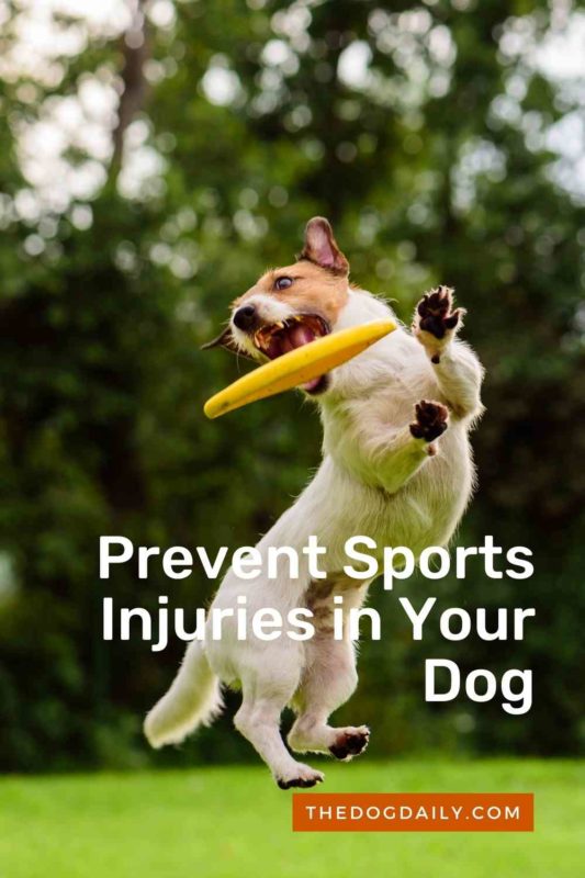 Prevent Sports Injuries in Your Dog thedogdaily.com