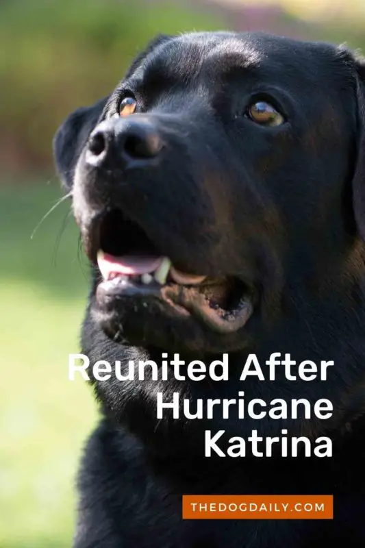 Reunited After Hurricane Katrina thedogdaily.com