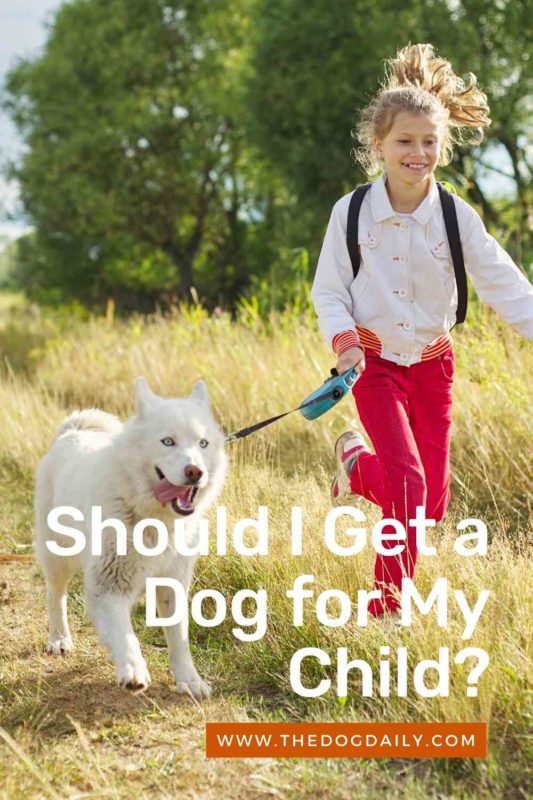 Should I Get a Dog for My Child thedogdaily.com