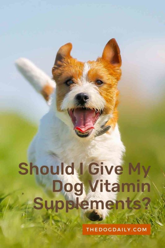 Should I Give My Dog Vitamin Supplements thedogdaily.com
