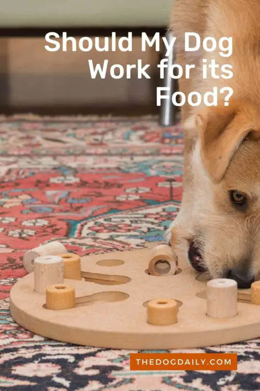 Should My Dog Work for its Food thedogdaily.com