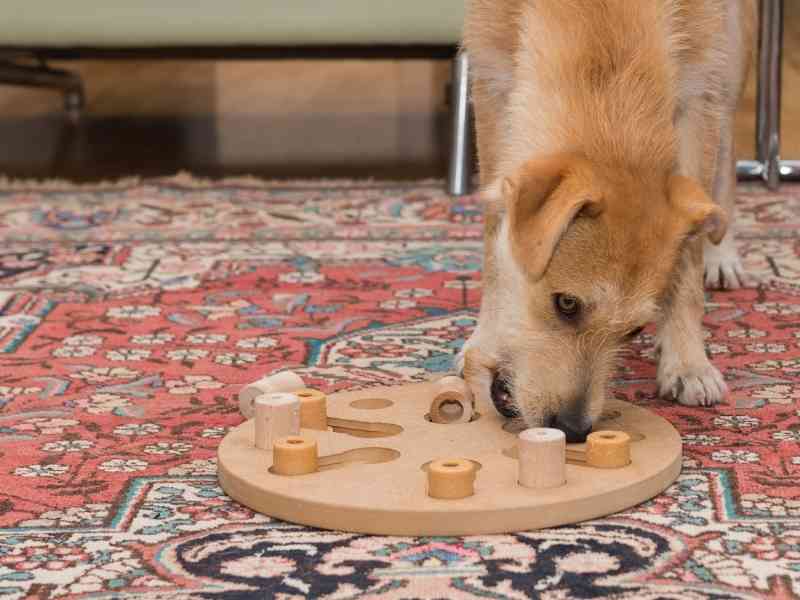 Should Dogs Work for their Food? The Dog Daily