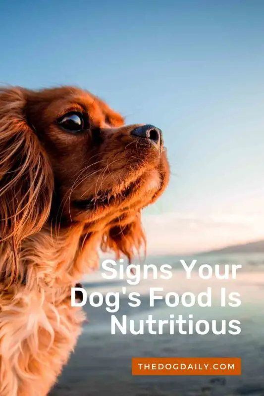 Signs Your Dog's Food Is Nutritious thedogdaily.com