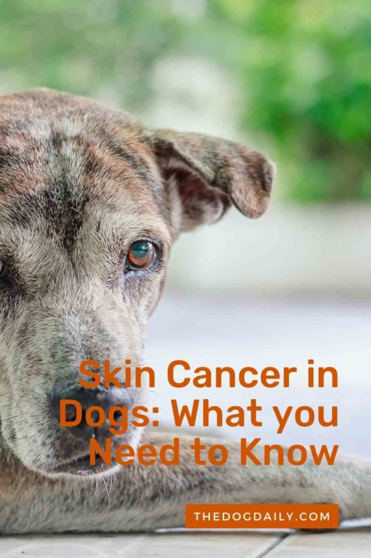 Skin Cancer in Dogs What you Need to Know thedogdaily.com
