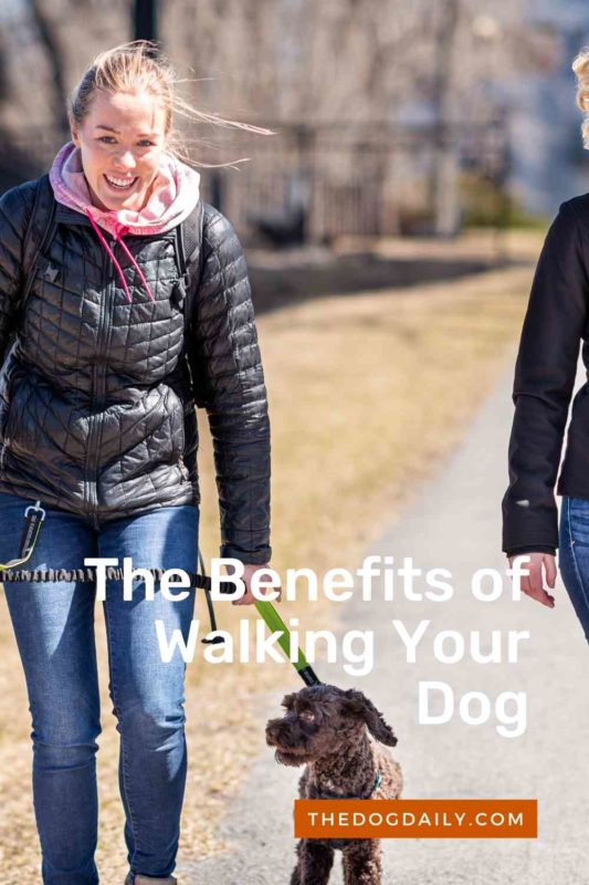 The Benefits of Walking Your Dog thedogdaily.com