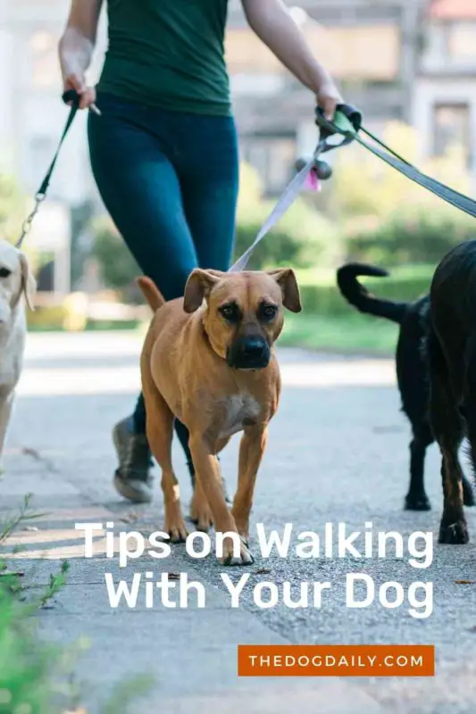 Tips on Walking With Your Dog thedogdaily.com