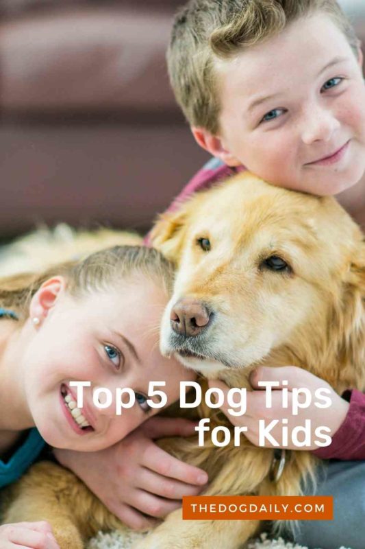 Top 5 Dog Tips for Kids thedogdaily.com