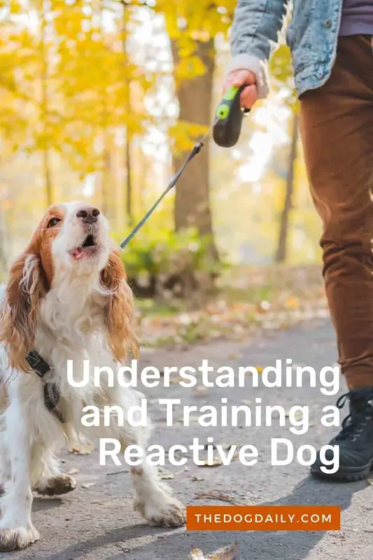 Rehabilitate Your Reactive Dog The Dog Daily Rehabilitate Your Reactive Dog The Dog Daily