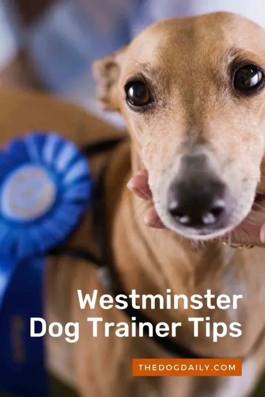 Westminster Dog Training Tips thedogdaily.com