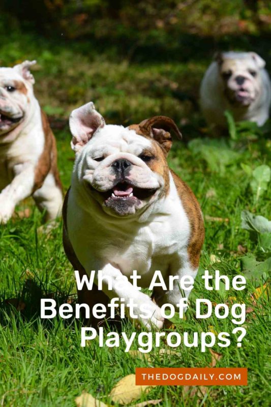 What Are the Benefits of Dog Playgroups thedogdaily.com