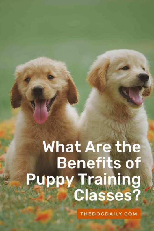 What Are the Benefits of Puppy Training Classes thedogdaily.com