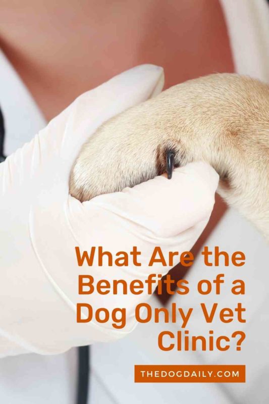 What Are the Benefits of a Dog Only Vet Clinic thedogdaily.com