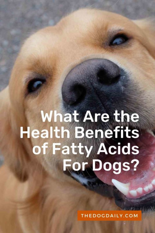 What Are the Health Benefits of Fatty Acids For Dogs thedogdaily.com