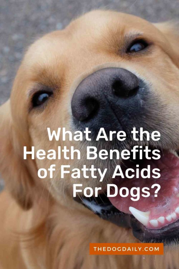 Fatty Acids Why Are They Important in Your Dog’s Diet