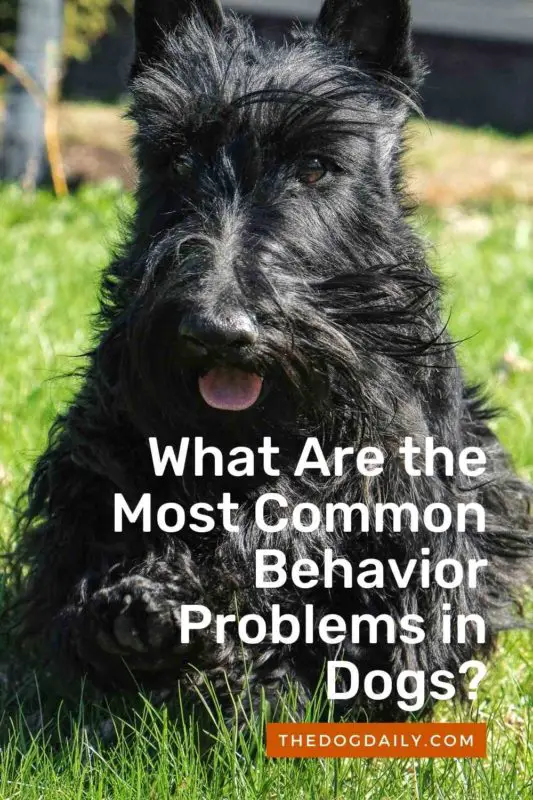 What Are the Most Common Behavior Problems in Dogs thedogdaily.com