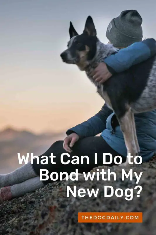 What Can I Do to Bond with My New Dog thedogdaily.com