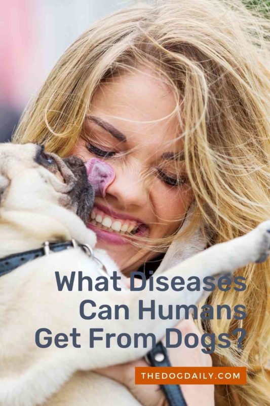 What Diseases Can Humans Get From Dogs thedogdaily.com