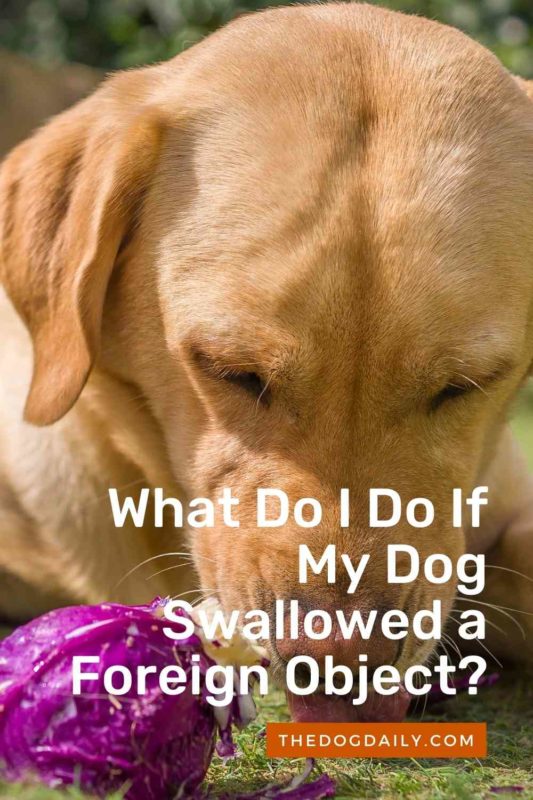 What Do I Do If My Dog Swallowed a Foreign Object thedogdaily.com