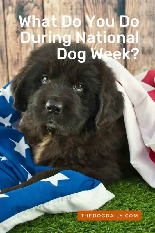 What Do You Do During National Dog Week thedogdaily.com