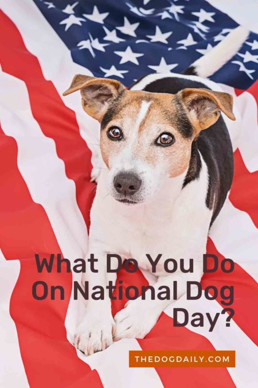 What Do You Do On National Dog Day thedogdaily.com
