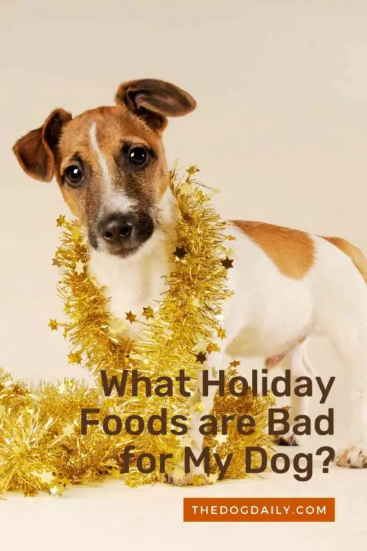 What Holiday Foods are Bad for My Dog thedogdaily.com