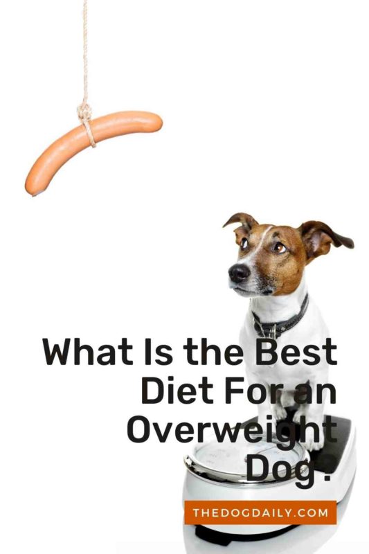 What Is the Best Diet For an Overweight Dog thedogdaily.com