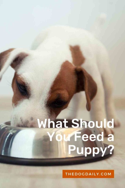 What Should You Feed a Puppy thedogdaily.com