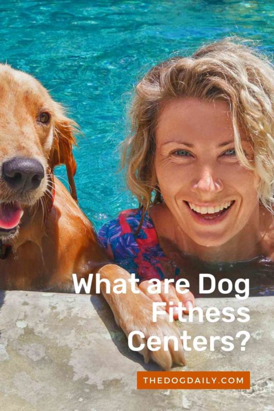 What are Dog Fitness Centers thedogdaily.com