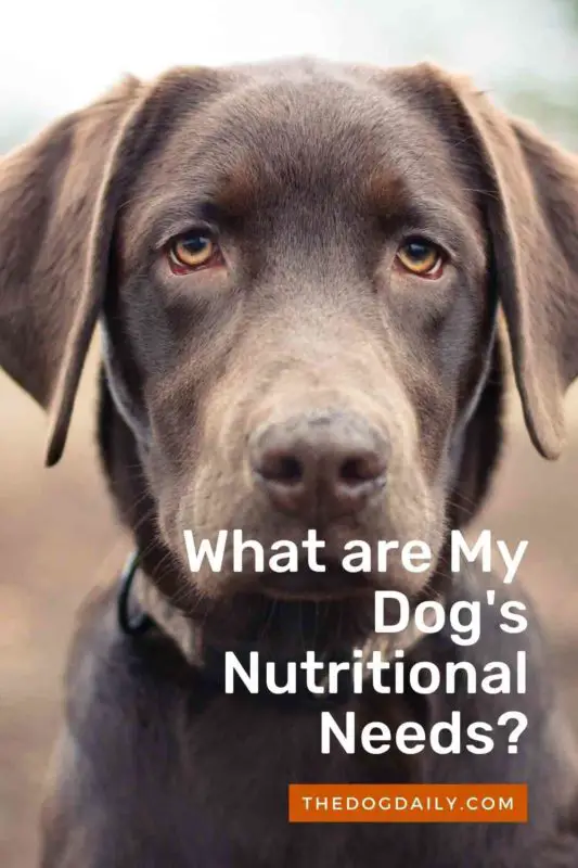 What are My Dog's Nutritional Needs thedogdaily.com