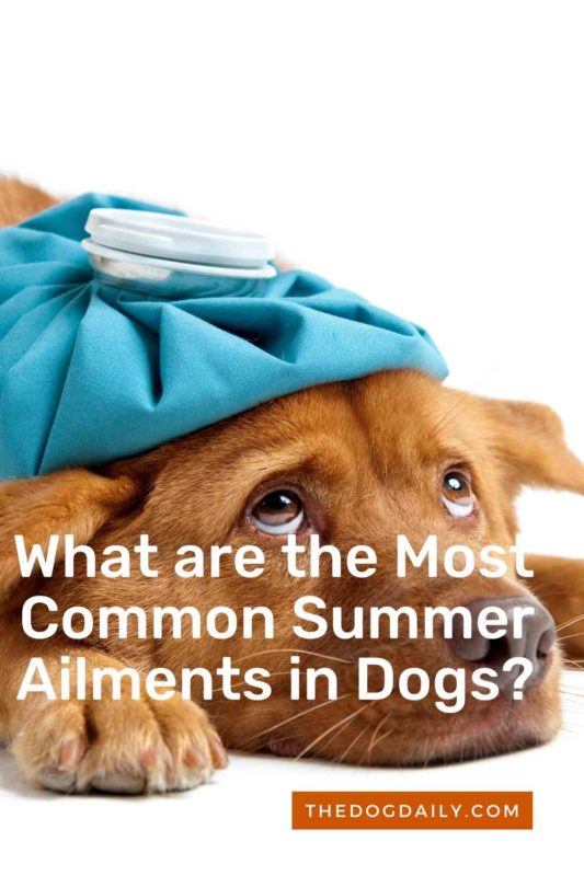 What are the Most Common Summer Diseases in Dogs thedogdaily