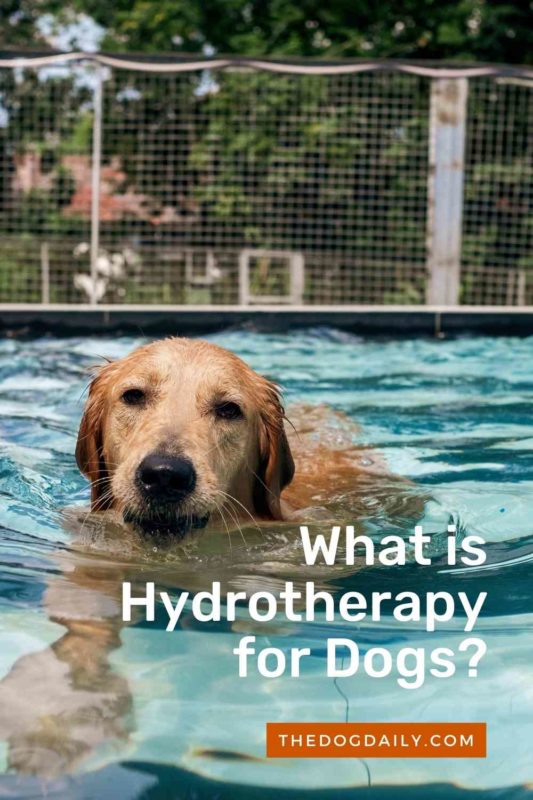 What is Hydrotherapy for Dogs thedogdaily.com