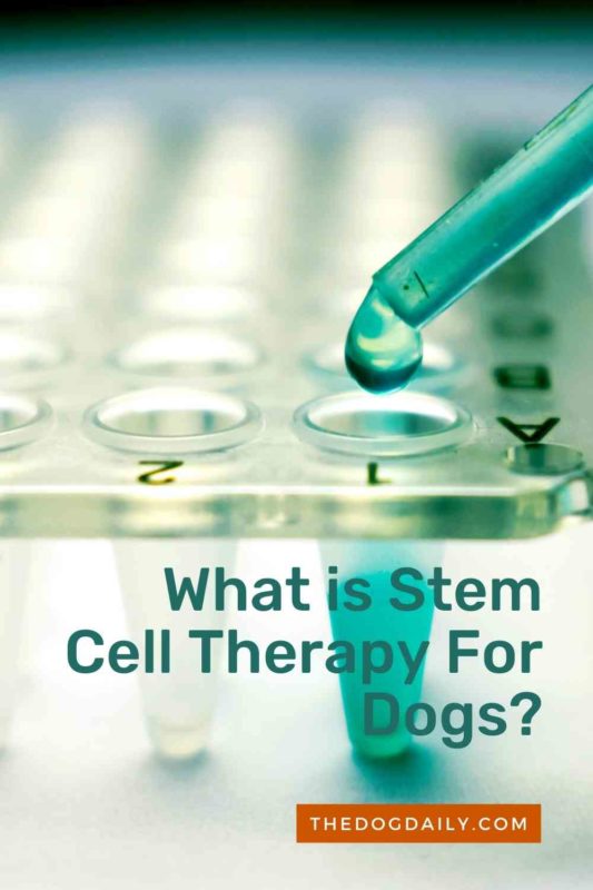 What is Stem Cell Therapy For Dogs thedogdaily.com