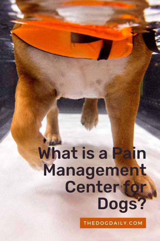 What is a Pain Management Center for Dogs thedogdaily.com