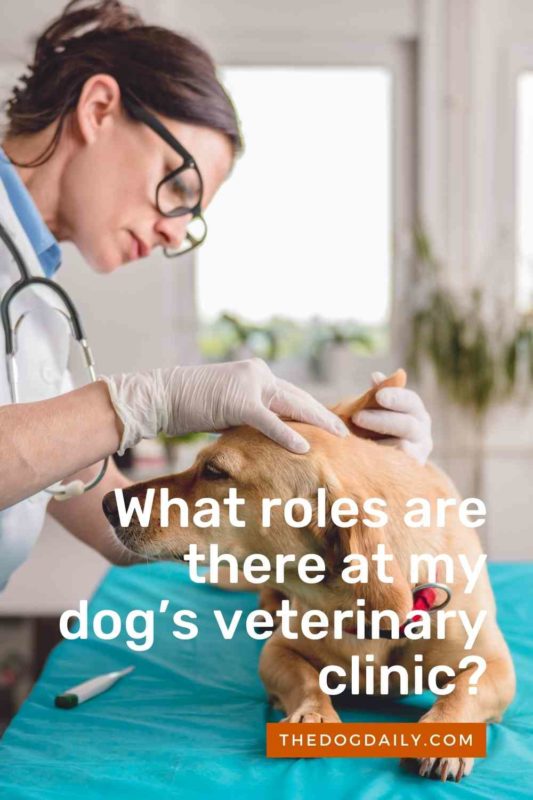 What roles are there at my dog’s veterinary clinic thedogdaily.com