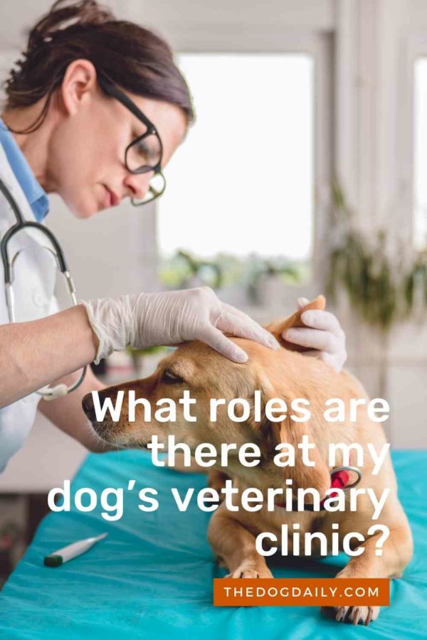 Roles Within Your Dog's Local Veterinarian Hospital