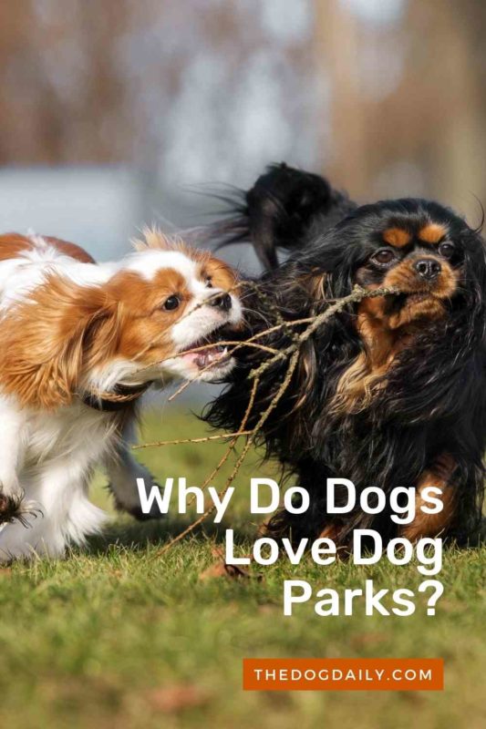 Why Do Dogs Love Dog Parks thedogdaily.com