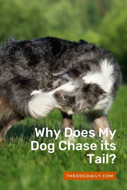 Why Does My Dog Chase its Tail thedogdaily.com