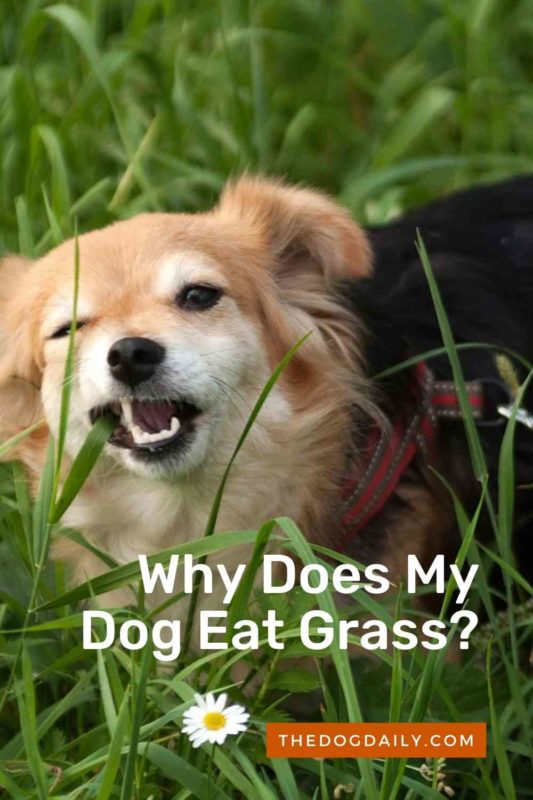 Why Does My Dog Eat Grass thedogdaily.com