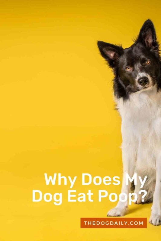 Why Does My Dog Eat Poop thedogdaily.com