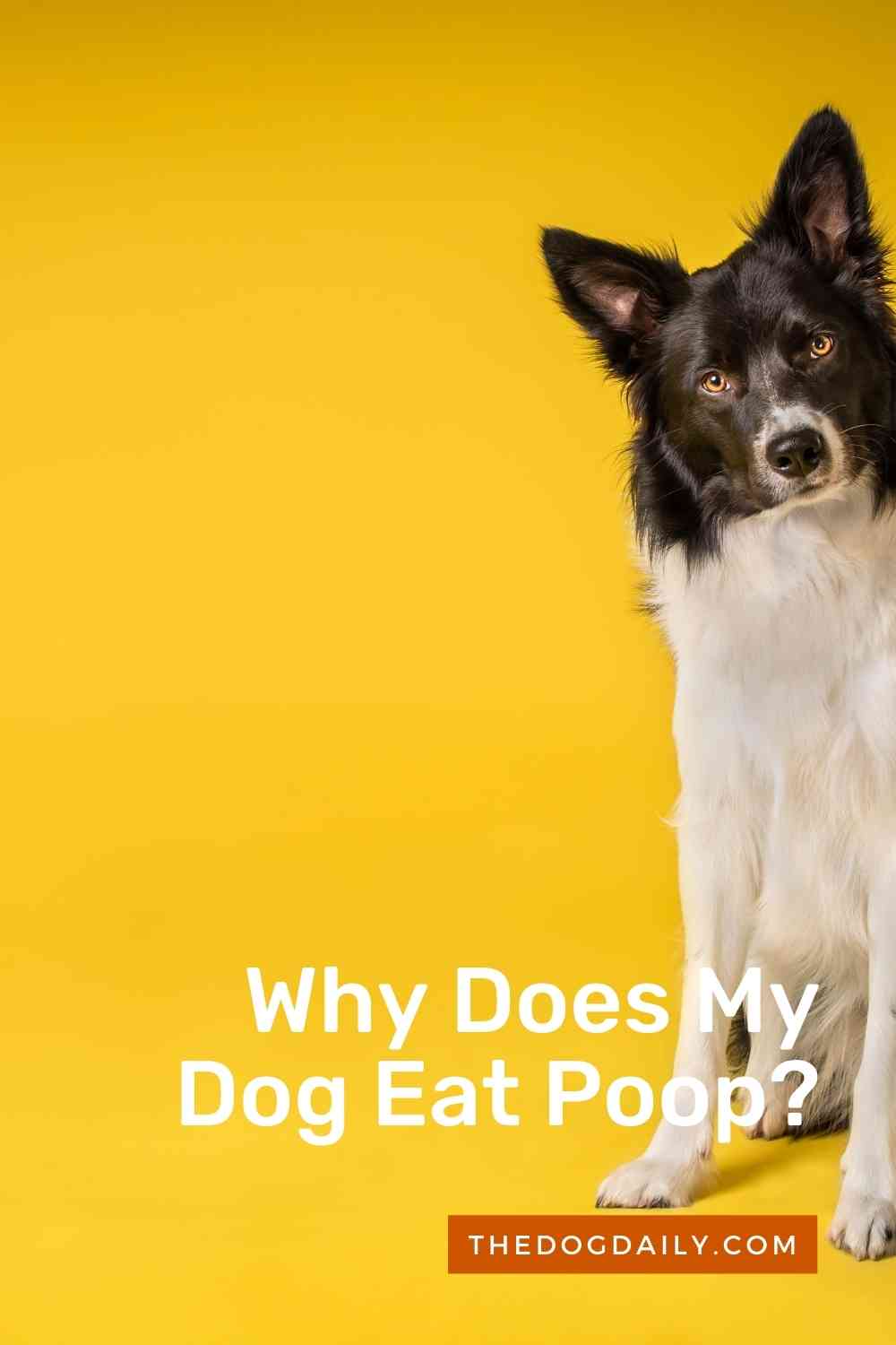 why-does-my-dog-eat-gross-things-the-dog-daily