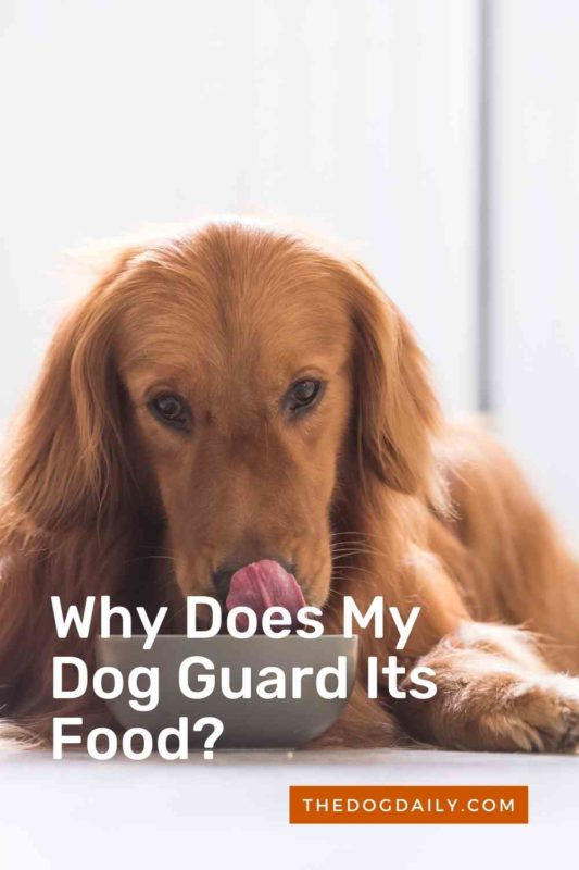 Why Does My Dog Guard Its Food thedogdaily.com