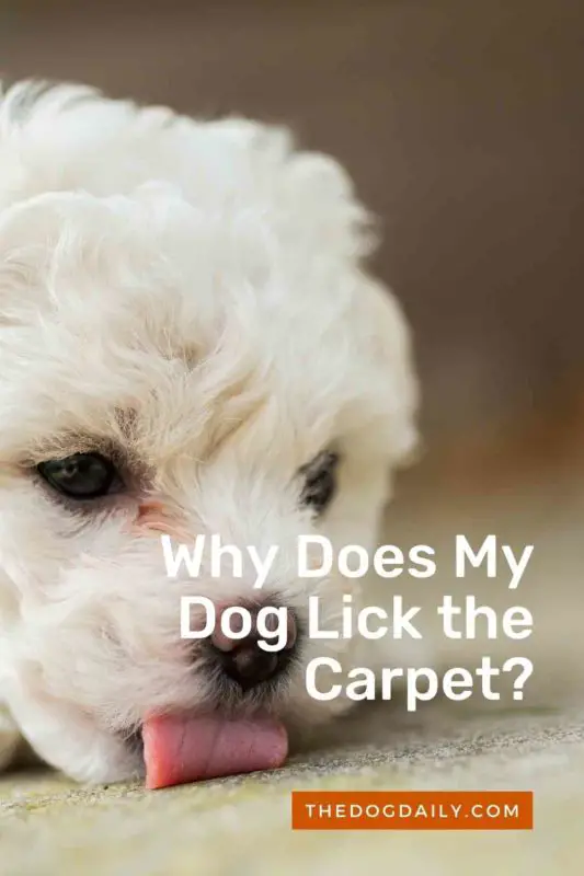 why do dogs lick carpet when sick