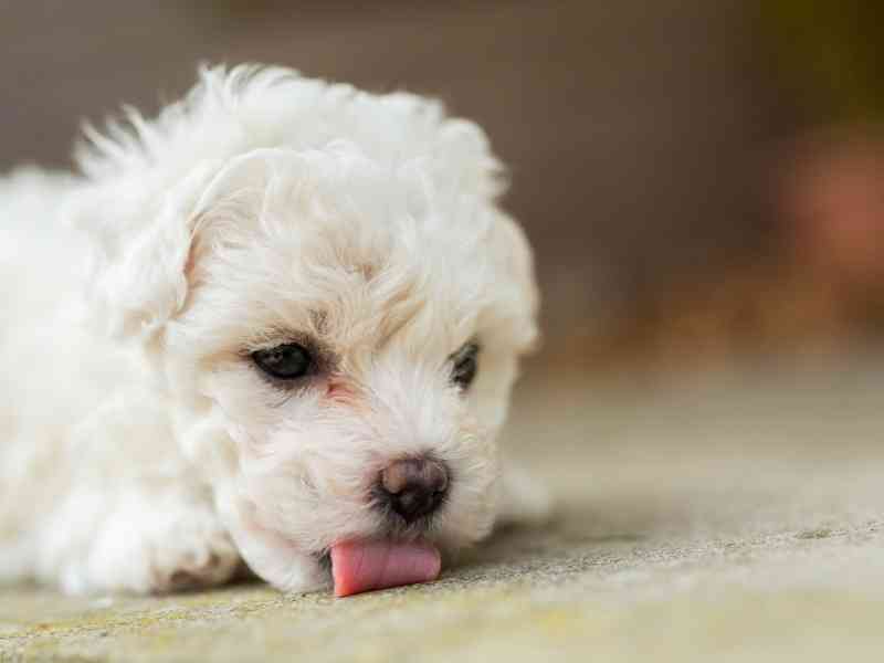 why is my dog licking the carpet