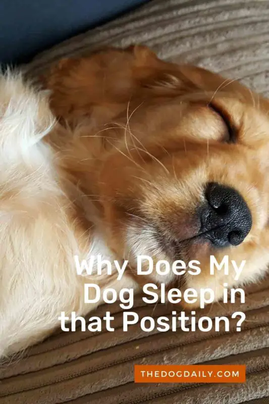 Why Does My Dog Sleep in that Position thedogdaily.com