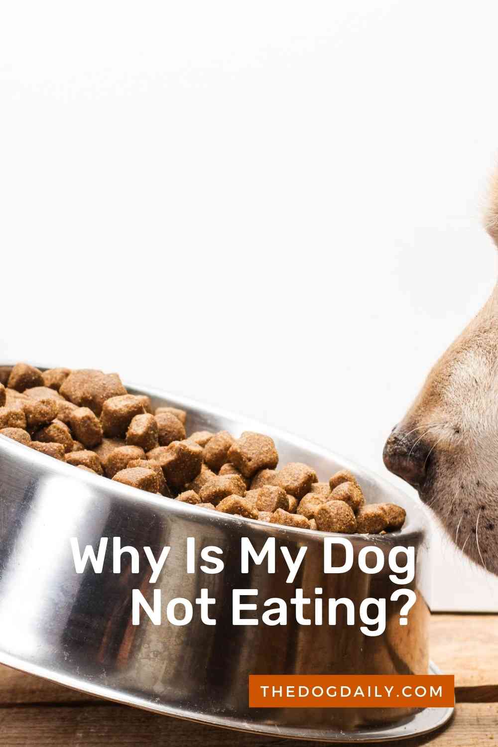 What Do You Do If Your Dog Has Stopped Eating?