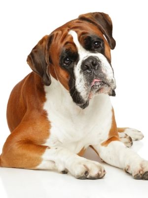 Dog Breeds – The Dog Daily