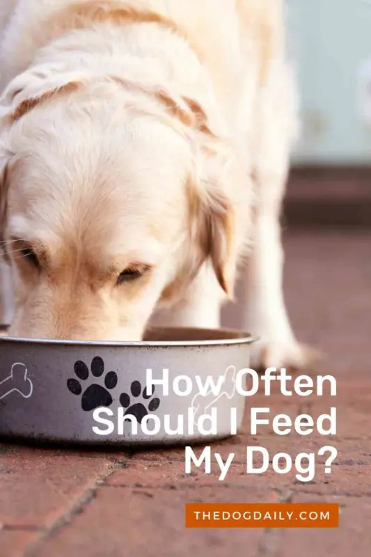 How Often Should I Feed My Dog thedogdaily