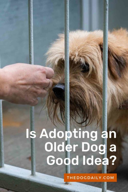 Is Adopting an Older Dog a Good Idea thedogdaily