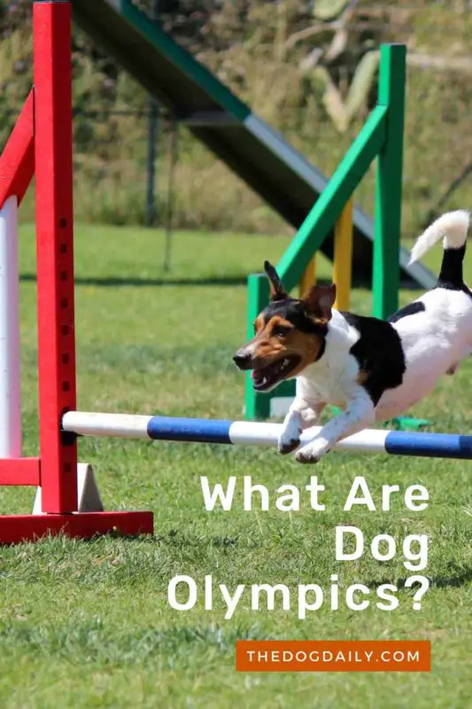 is there prize money in dog agility