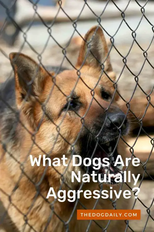 What Dogs Are Naturally Aggressive thedogdaily